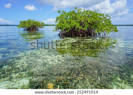 Islets of mangrove in shallow water with corals below sea surface, Caribbean, Panama, Central America
