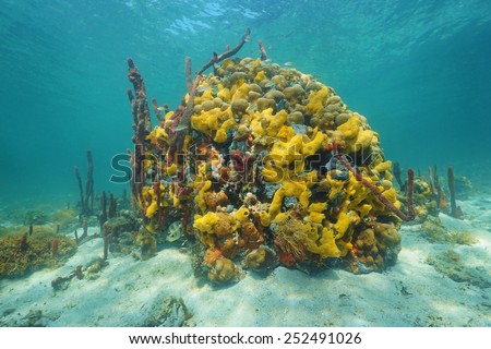Colorful marine life underwater with sea sponges in a coral reef, Caribbean