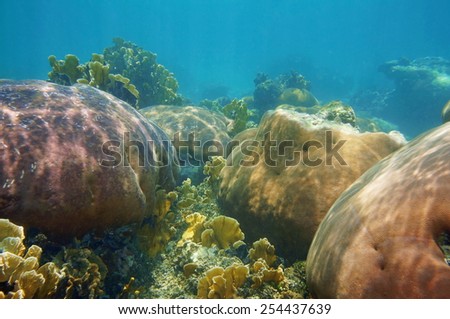 Underwater landscape in a stony coral reef of the Caribbean sea
