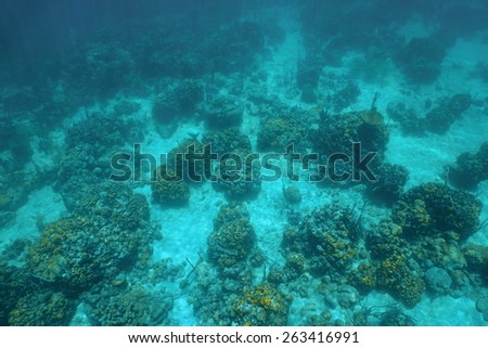 Underwater landscape over a coral reef viewed from above in the Caribbean sea
