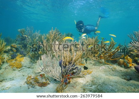 Man snorkeling underwater on a reef with soft coral and tropical fish, Caribbean sea, Panama