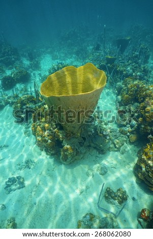 Underwater life, large vase sponge, Ircinia campana, in the Caribbean sea