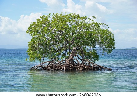 Secluded mangrove tree, Rhizophora mangle, in the water of the Caribbean sea, Panama, Central America