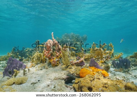 Underwater on a colorful seabed with corals and sponges in the Caribbean sea, Panama
