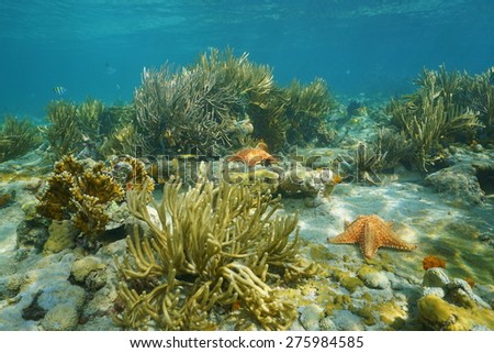 Underwater landscape in a coral reef with gorgonian and starfish, Caribbean sea, Panama, Central America