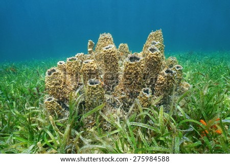 Underwater life, sea sponge Xestospongia spp. on seabed of the Caribbean sea, Bocas del Toro, Panama