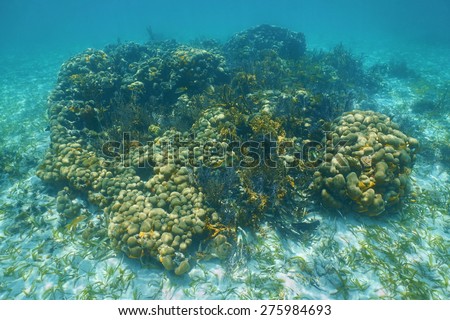 Underwater seascape over a small Caribbean coral reef, mostly boulder star coral