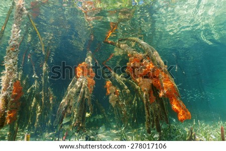 Mangrove roots underwater with red boring sponges, Caribbean sea, Panama