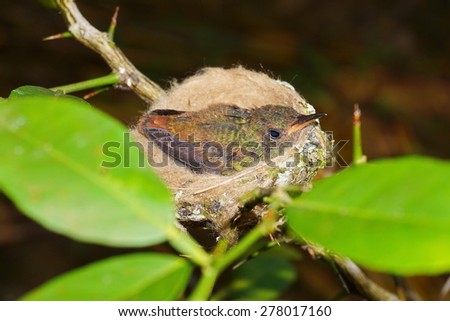 Young rufous-tailed hummingbird in nest, Panama, Central America