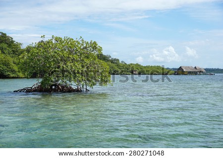 Secluded mangrove tree in the water with a tropical restaurant in background, Caribbean sea, Panama, Bocas del Toro archipelago