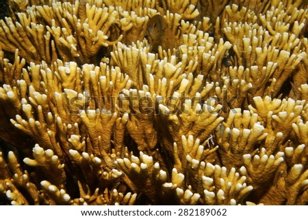 Underwater life, close up image of branching fire coral, Millepora alcicornis, Caribbean sea
