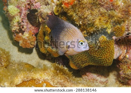 Caribbean reef fish underwater, Threespot damselfish, Stegastes planifrons