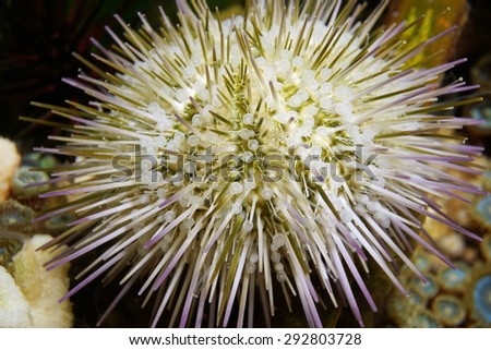 Underwater marine life, closeup of a green sea urchin, Lytechinus variegatus, Caribbean sea