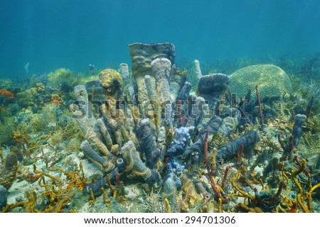 Underwater marine life on a coral reef of the Caribbean sea with mostly branching vase sponge covered by sponge brittle stars