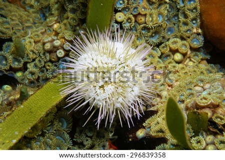 Live specimen of Variegated sea urchin or green sea urchin, Lytechinus variegatus, underwater in the Caribbean sea, Panama