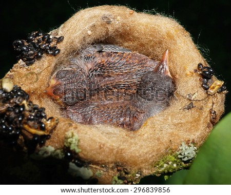 Close-up image of two baby bird of rufous-tailed hummingbird sleeping in the nest, Central America, Panama