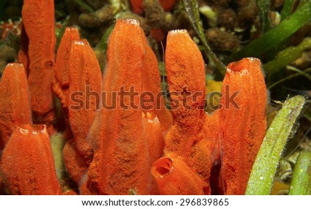 Underwater marine life, fire sponge, Tedania ignis, Caribbean sea, Panama