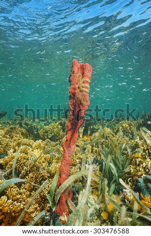 Red tubular sponge with brittle stars underwater in a coral reef of the Caribbean sea