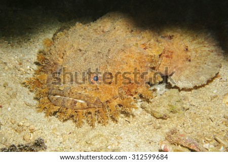 Fish head of a Bearded toadfish, Sanopus barbatus, underwater in the Caribbean sea, Central America