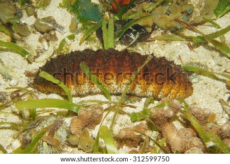 Donkey dung sea cucumber, Holothuria mexicana, underwater on the seabed of the Caribbean sea