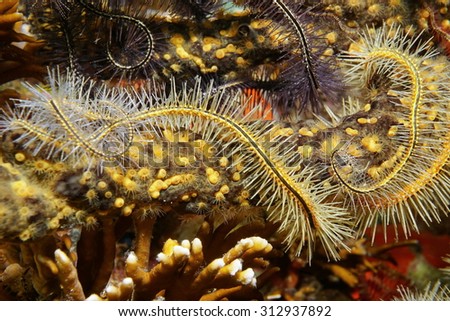 Close up of underwater creatures, tentacles of sponge brittle star with green finger sponge and golden zoanthid, Caribbean sea