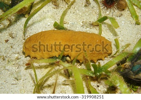 Three-rowed sea cucumber, Isostichopus badionotus, underwater on the seabed of the Caribbean sea