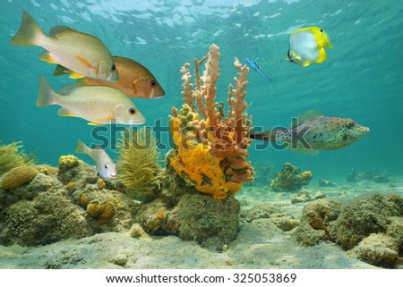 Underwater marine life in the Caribbean sea with tropical fish and colorful sea sponges