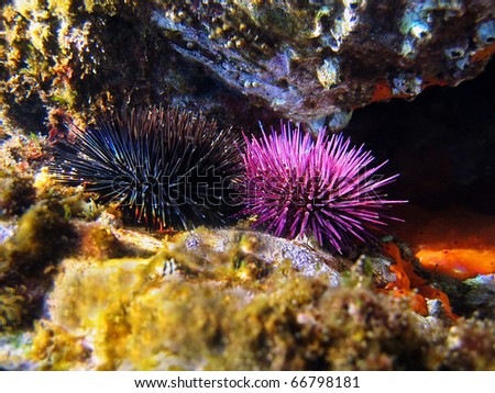 Purple and black sea urchins underwater, Mediterranean sea, Vermilion coast, Roussillon, France