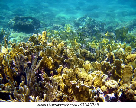 Beautiful coral with school of fish in archipelago of Bocas del Toro, Caribbean sea, Panama