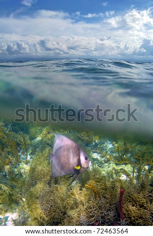 Surface and underwater view with an Angel fish in a coral reef, Caribbean sea, Bocas del Toro, Panama