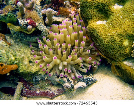 Giant Caribbean sea anemone, Condylactis gigantea, Bocas del toro, Panama