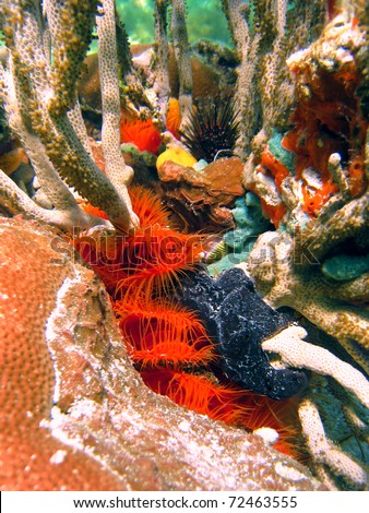 Underwater colors of marine life with Flame scallop, coral and sea sponges, Caribbean sea, Bocas del Toro, Panama