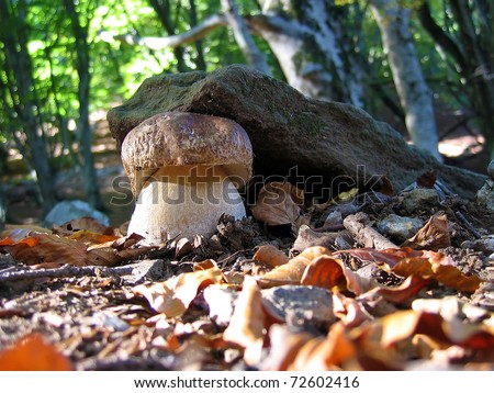 Boletus edulis mushroom in the woods, Pyrenees Orientales, Roussillon, France