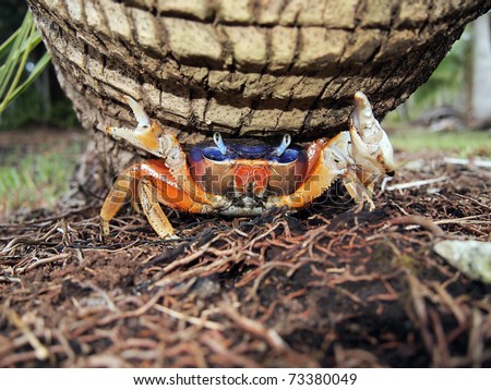 Close-up view of blue land crab, Cardisoma guanhumi, under coconut tree trunk, Caribbean, Panama