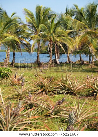 Pineapple plant with fruit and coconut trees with the Caribbean sea in background, Panama, Central America