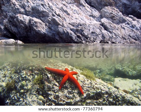 Surface and underwater view with red starfish on rock, Mediterranean sea, Pyrenees Orientales, Roussillon, France