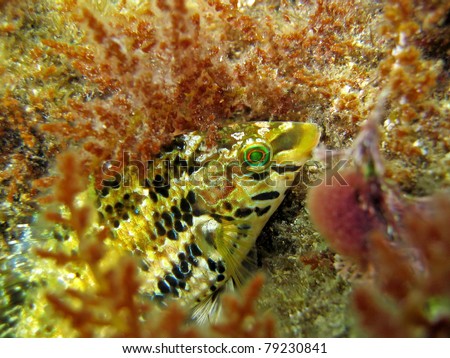Five-spotted wrasse fish hidden in algae, Mediterranean sea, Azure coast, French riviera, Var, France