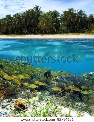 Split view of a tropical beach with coconut palm trees and under water surface a shoal of fish in a coral reef, Caribbean sea, Panama