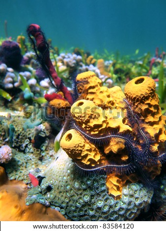 Yellow tube sponge with suenson\'s brittle star in a colorful coral reef of the Caribbean sea, Costa Rica