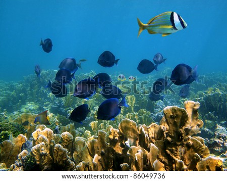 Underwater landscape in a coral reef of the Caribbean sea with a school of tropical fish