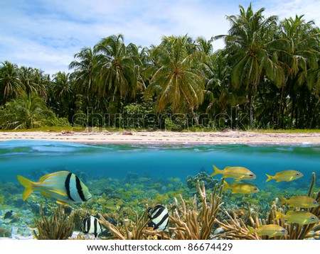 Over and underwater split view of tropical sand beach with coconut trees and below waterline, corals with shoal of tropical fish, Caribbean sea, Panama