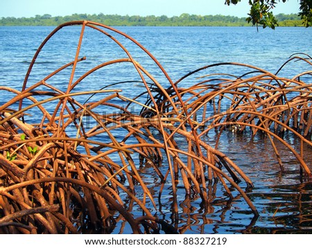 Curved roots of mangrove tree in the Caribbean sea, Bocas del Toro, Panama