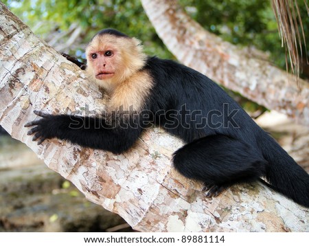 White-faced capuchin monkey on coconut tree, national park of Cahuita, Caribbean, Costa Rica