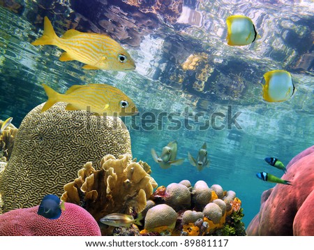 Below the mirror surface of a clear lagoon lies a thriving coral garden with colorful tropical fish