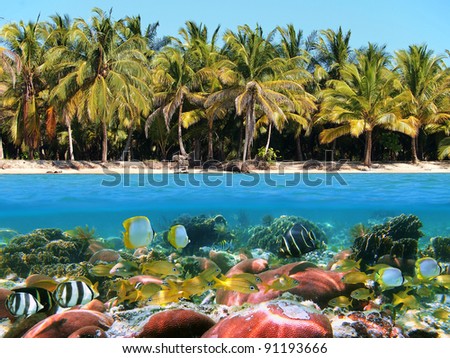 Over and under water surface near a beach with coconut trees and a coral reef with tropical fish