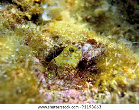 Sphinx blenny fish, Aidablennius sphynx, hidden in his hole, Mediterranean sea, Lloret de mar, Costa Brava, Catalonia, Spain