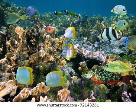 Shoal of colorful tropical fish in a coral reef of the Caribbean sea