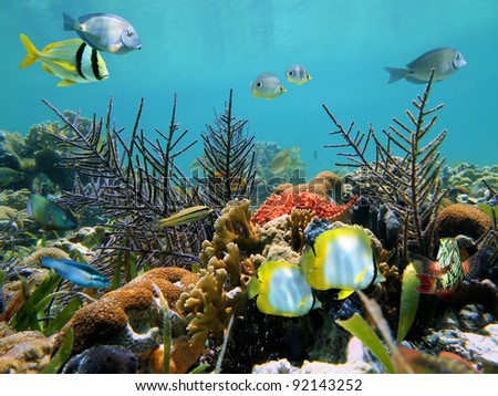 Colorful seabed with corals and tropical fish in the Caribbean sea