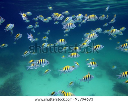 Snorkeling in the Caribbean sea with a shoal of Sergeant Major fish
