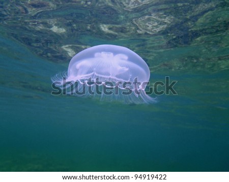 Moon jellyfish, Aurelia aurita, under water surface, Caribbean sea